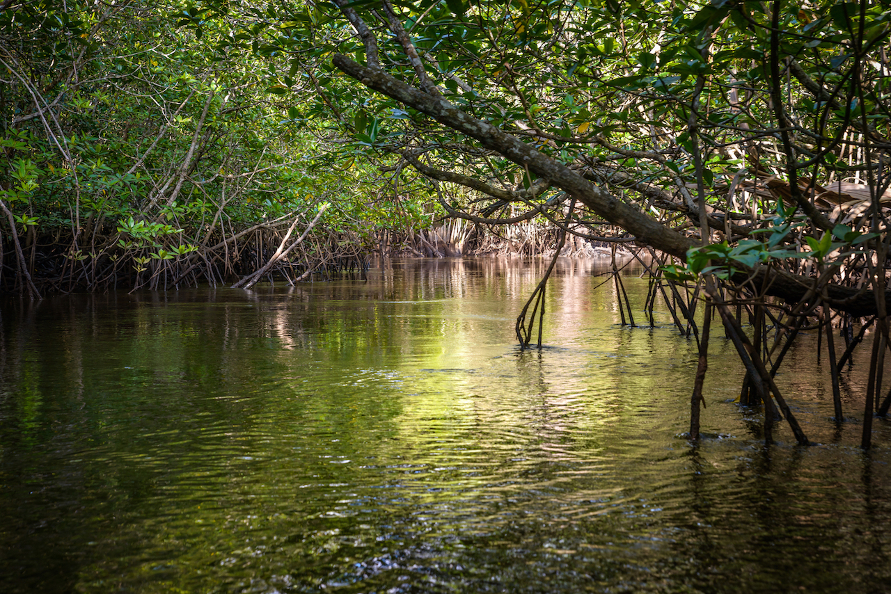 Post 18 Mangrove forests Img1