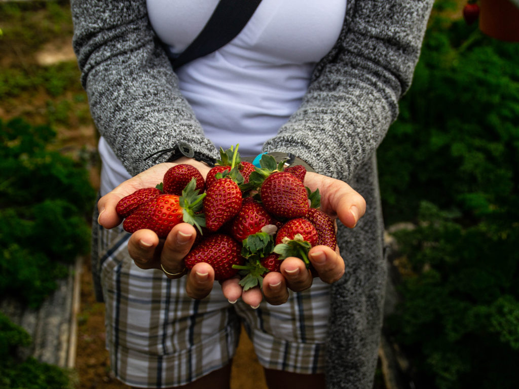 Freshly picked strawberries at the Big Red Strawberry Farm