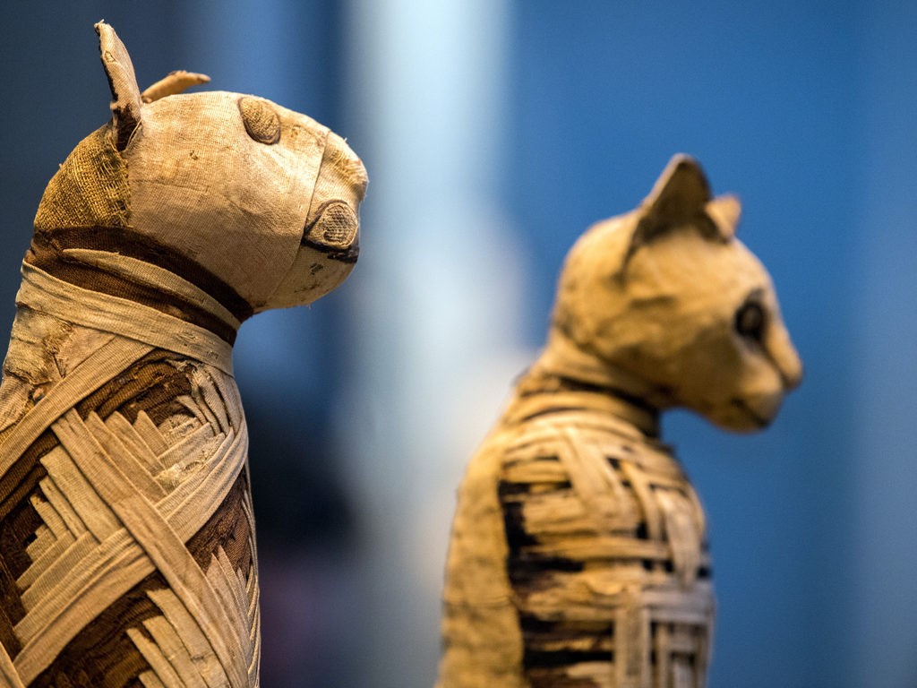 Mummified cats on display
