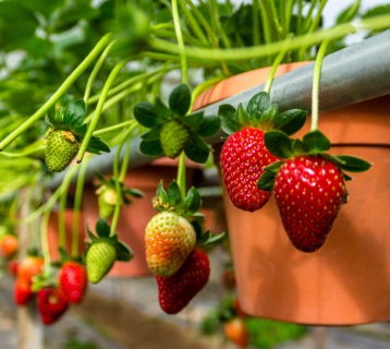 Strawberry pots