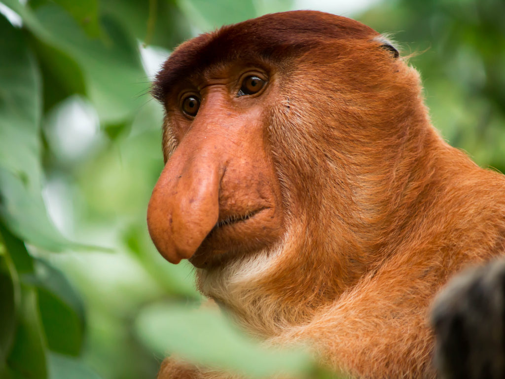 Proboscis Monkey 